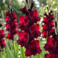 Gladiole 'Back Star' - 50 Stück - LumiBlumi