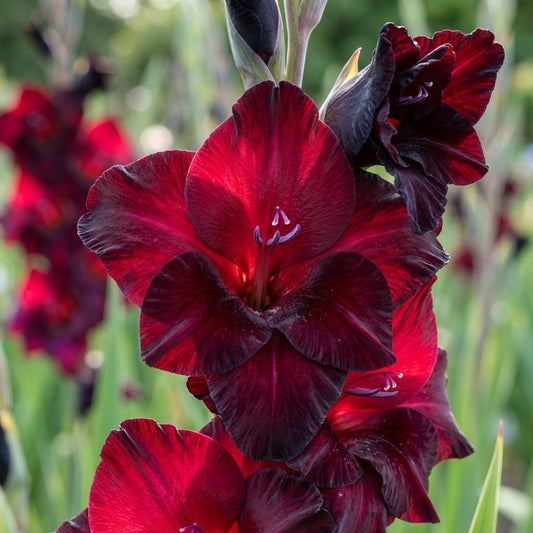 Gladiole 'Black Sea' - 20 Stück