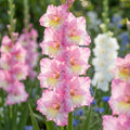 Gladiole 'Cera Corfinio' - 20 Stück - LumiBlumi