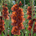 Gladiolus 'Chocolate' - Gladiole