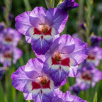 Gladiole 'Circus Club' - 20 Stück - LumiBlumi