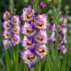 Gladiole 'Circus Club' - 20 Stück - LumiBlumi