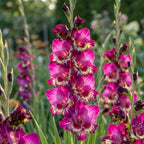 Gladiole 'Color Club' - 20 Stück - LumiBlumi
