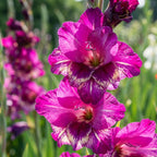Gladiole 'Color Club' - 20 Stück - LumiBlumi