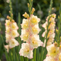 Gladiolus 'Cream Perfection' - Gladiole, Schwertblume - LumiBlumi