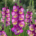 Gladiolus 'Dynamite' - Gladiole