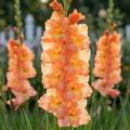 Gladiolus 'Eminence' - Gladiole, Schwertblume - LumiBlumi