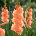 Gladiole 'Georgia Peach' - 10 Stück - LumiBlumi
