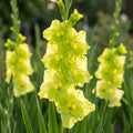 Gladiole 'Green Star' - 10 Stück - LumiBlumi