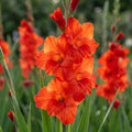 Gladiolus 'Hunting Song' - Gladiole, Schwertblume - LumiBlumi