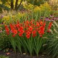 Gladiole 'Mirella' - 50 Stück - LumiBlumi