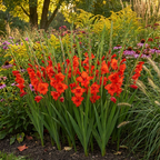 Gladiole 'Mirella' - 50 Stück - LumiBlumi