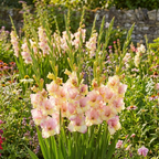 Gladiole 'Mon Amour' - 25 Stück - LumiBlumi