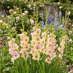 Gladiole 'Mon Amour' - 25 Stück - LumiBlumi