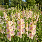 Gladiole 'Mon Amour' - 25 Stück - LumiBlumi