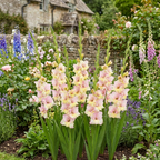 Gladiole 'Mon Amour' - 25 Stück - LumiBlumi