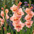 Gladiole 'Nathalie' - 25 Stück - LumiBlumi
