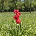 Gladiolus 'Summer Love Mischung' - Gladiole