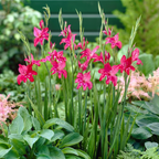 Gladiole 'Robinetta Nanus' - 10 Stück - LumiBlumi