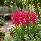 Gladiole 'Robinetta Nanus' - 10 Stück - LumiBlumi