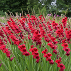 Gladiole 'Papilio Ruby' - 6 Stück - LumiBlumi