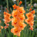 Gladiole 'Peter Pears' - 50 Stück - LumiBlumi