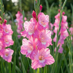 Gladiole 'Pink Parrot' - 20 Stück - LumiBlumi