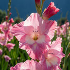 Gladiole 'Pink Parrot' - 20 Stück - LumiBlumi