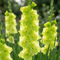 Gladiole 'Prima Verde' - 10 Stück - LumiBlumi