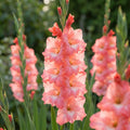 Gladiolus 'Princess Lee' - Gladiole, Schwertblume - LumiBlumi