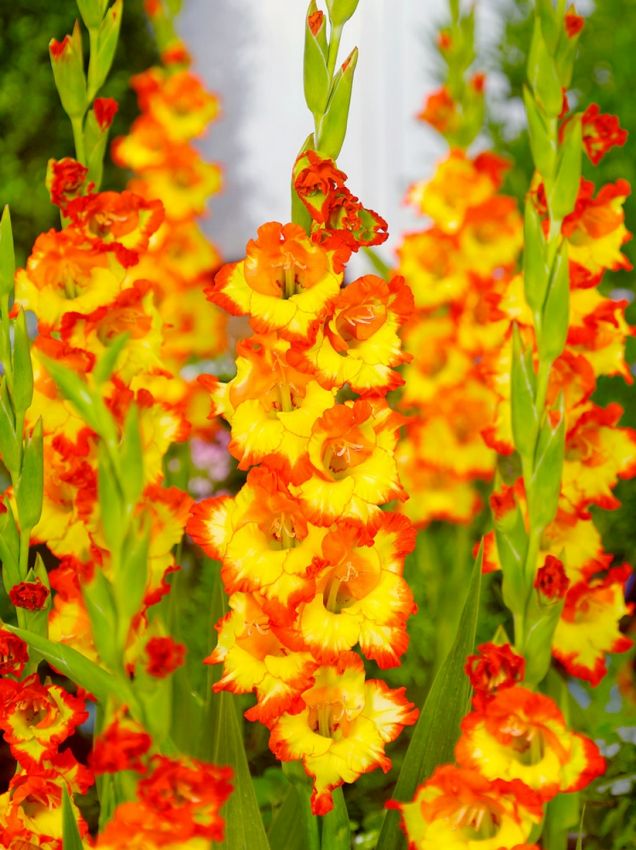 Gladiolen Princess margareth rose