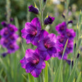 Gladiole 'Purple Flora' - 25 Stück - LumiBlumi