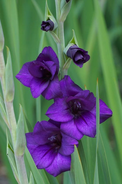 Gladiolus 'Purple Flora' - Gladiole, Schwertblume - LumiBlumi