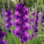 Gladiole 'Purple Flora' - 25 Stück - LumiBlumi