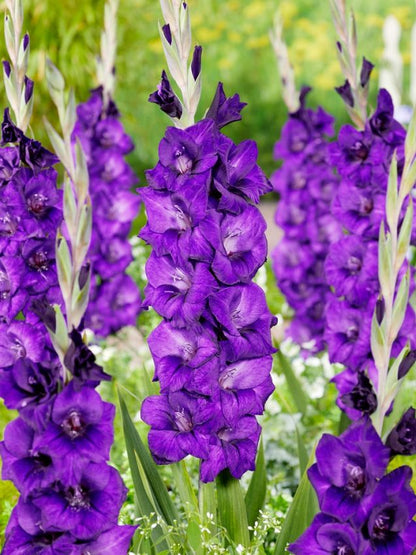 Gladiolen Purple flora