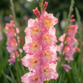 Gladiole 'Rose Supreme' - 50 Stück - LumiBlumi