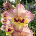 Gladiolus 'Sapporo' - Gladiole