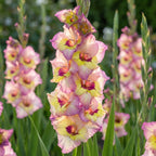 Gladiolus 'Sapporo' - Gladiole
