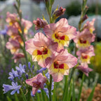 Gladiolus 'Sapporo' - Gladiole