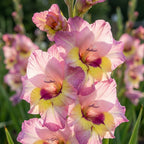 Gladiolus 'Sapporo' - Gladiole