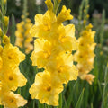 Gladiole 'Strong Gold' - 50 Stück