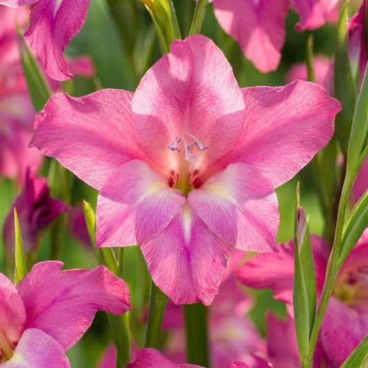 Gladiole 'Charming Lady Tubergenii' - 10 Stück