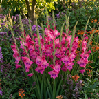 Gladiole 'Vulcano Nanus' - 10 Stück - LumiBlumi