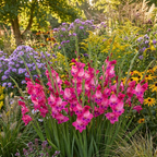 Gladiole 'Vulcano Nanus' - 10 Stück - LumiBlumi