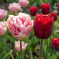 Tulpe 'Gold Collection Duopack' - 100 Stück