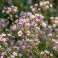 Schleierkraut 'Pacifica' - 10 Stück - LumiBlumi