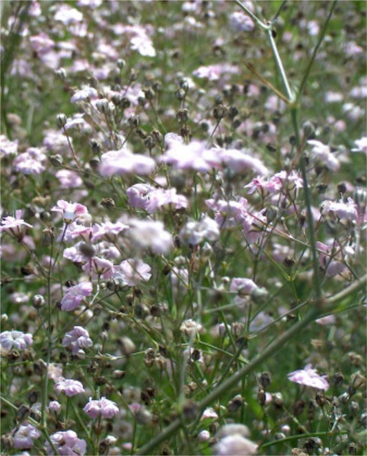 Gypsophila Gypsophila pacifica