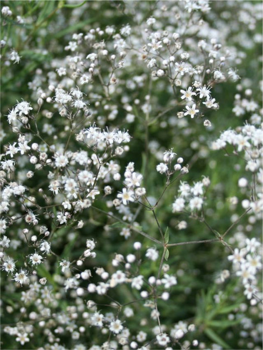 Gypsophila Gypsophila paniculata