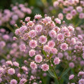 Gypsophila 'Flamingo' - Schleierkraut