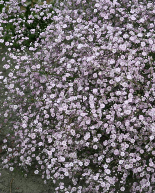 Gypsophila Gypsophila flamingo